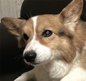 犬とのくらし部 D002／東京都・Nさん チョビくん（当時16歳）