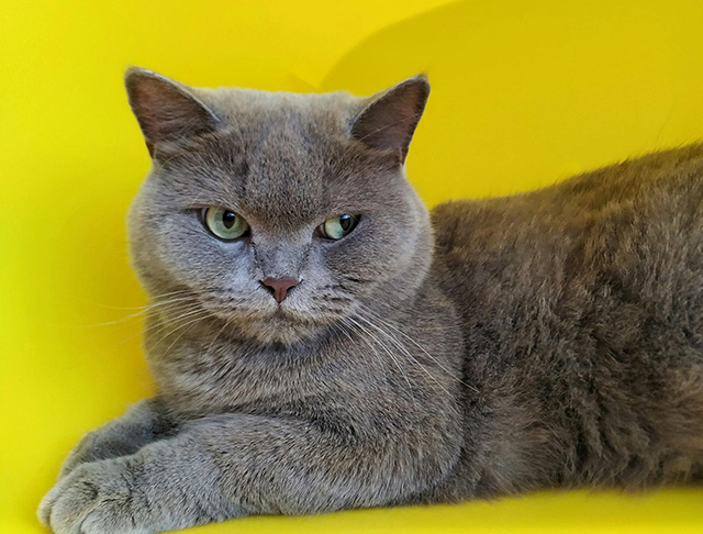 ブリティッシュショートヘアの飼育に向かない人