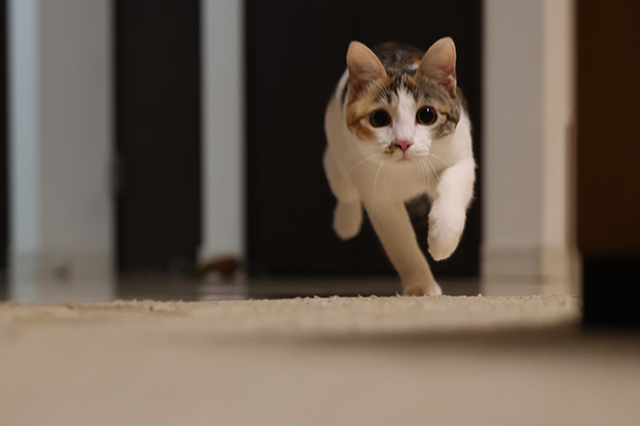 猫は骨折しやすい?室内でも起こるリスクとは
