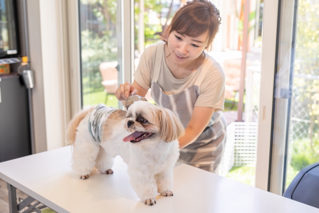 犬がドライヤーを嫌がる・暴れる場合の対処法