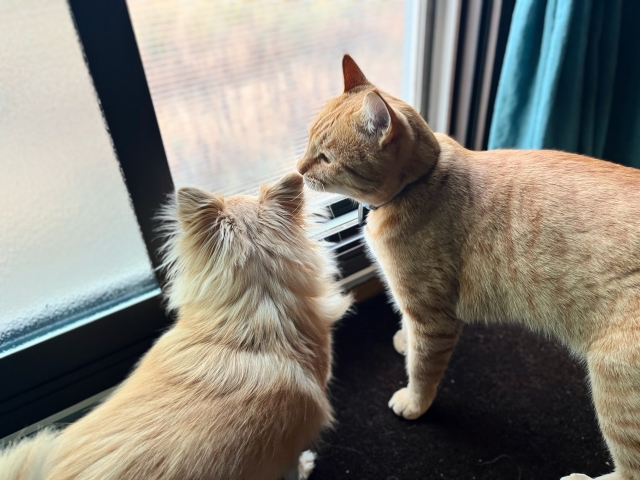 【まとめ】愛猫にもご近所にもやさしい飼い方を考えよう