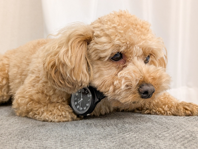 犬用おもちゃで遊ばせるときの注意点