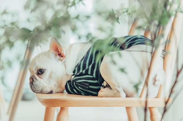 愛犬の春ストレスに関するよくある質問(FAQ)