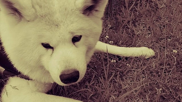 犬の涙やけを放置するとどうなる？