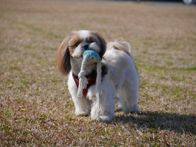 【シーン別】シー・ズーが吠える時の具体的な対処法