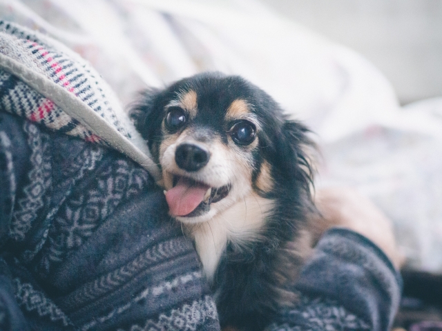 高齢者でも犬を飼える？判断の基準と考え方
