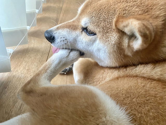 犬の皮膚病の種類一覧｜代表的な病気と特徴