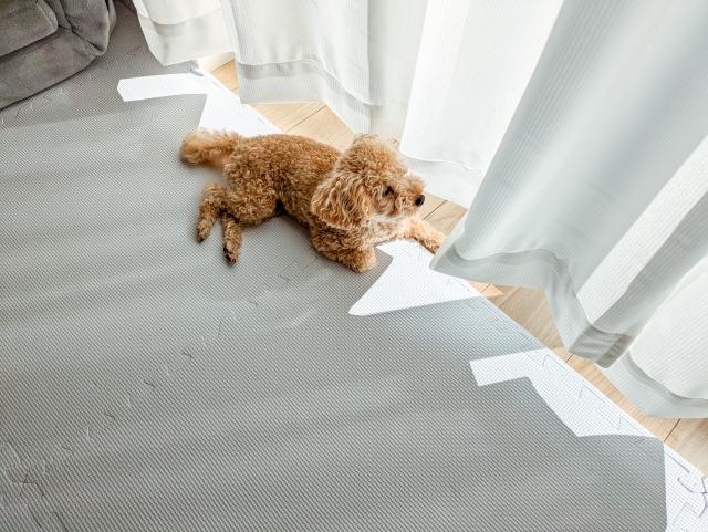 愛犬が過ごしやすい室内環境づくりは「窓まわり」から