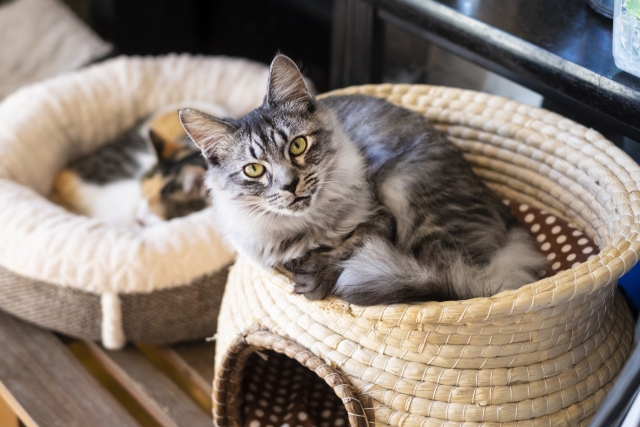 愛猫のタイプ別に見る夏用ベッドの選び方