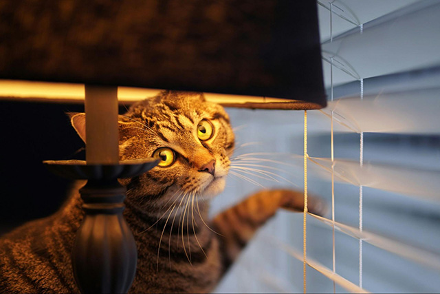 猫とブラインドに関するよくある質問