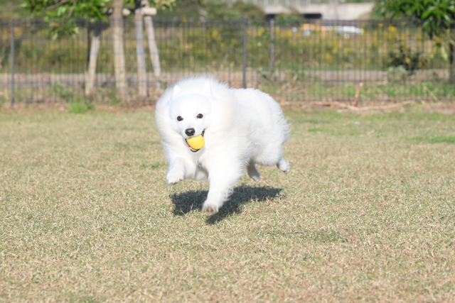 初心者でも大丈夫?日本スピッツの性格と飼いやすさ