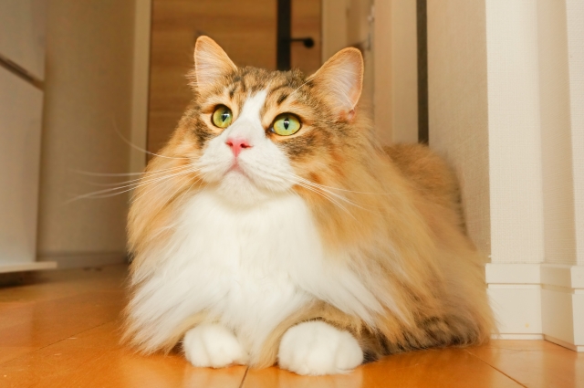 サイベリアンは「犬のように賢く」初心者でも飼いやすい