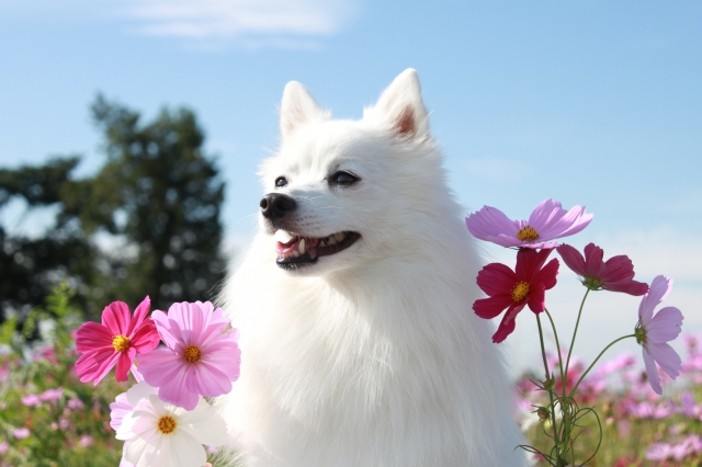 日本スピッツは明るく家族思い。飼いやすいけれど吠え癖対策は必須