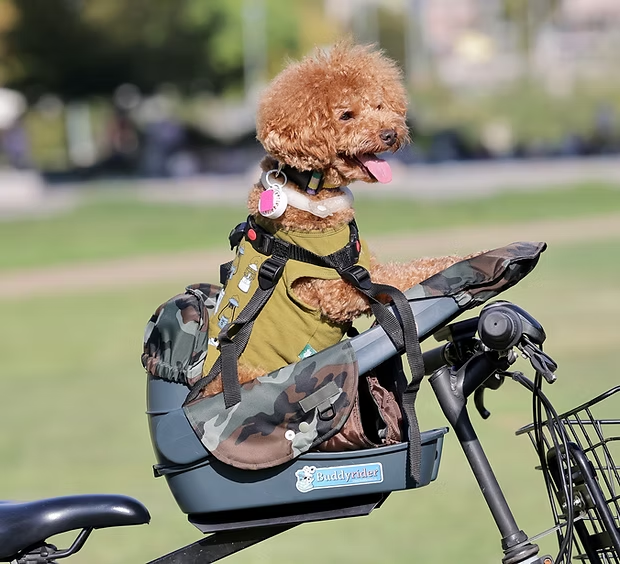 犬専用自転車シート