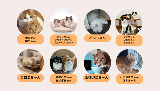 部員紹介｜猫とのくらし部