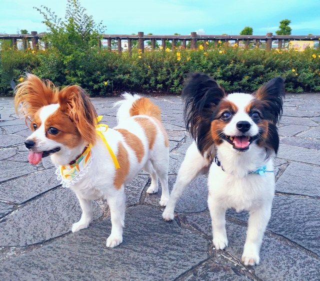 パピヨンの抜け毛に関するよくある疑問