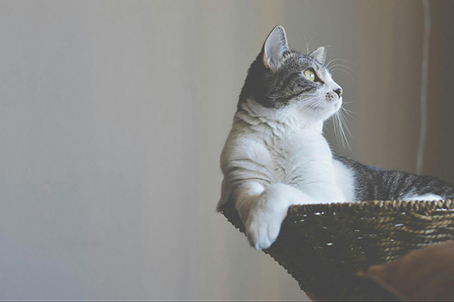 節電に効果的なおすすめ猫用グッズ