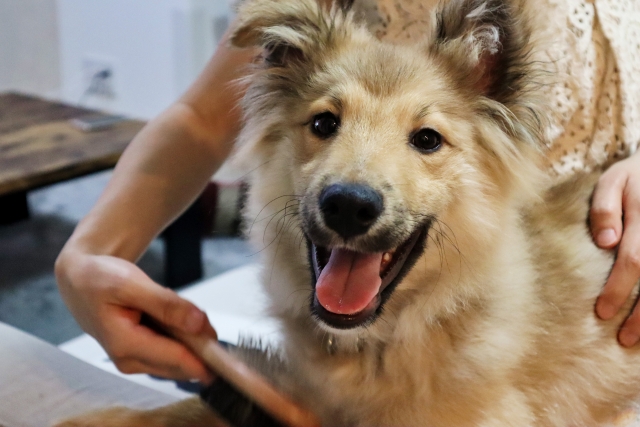 犬の毛玉は正しい取り方と日々の予防で解決しよう