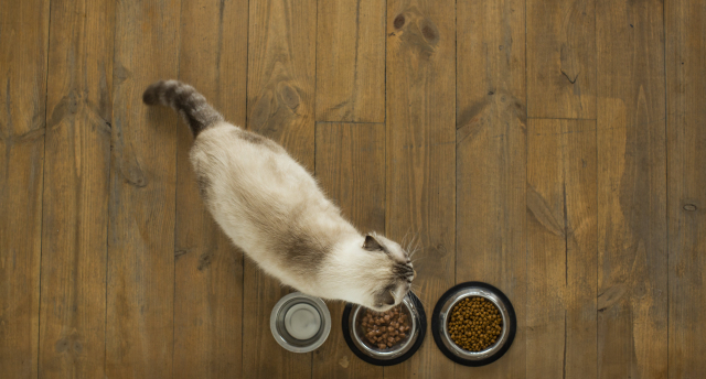 春に多い猫の食欲不振への対策6選