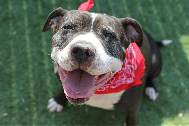 高齢者が犬を飼う際によくある質問（FAQ）