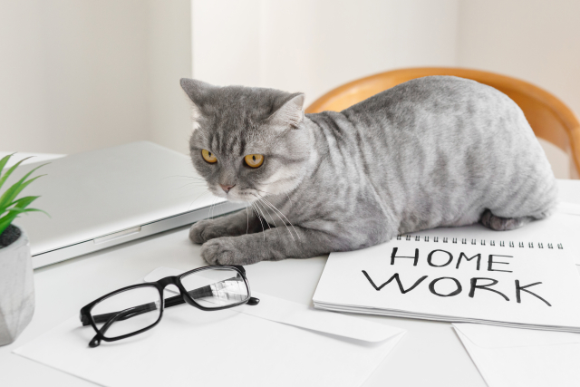 ブリティッシュショートヘアの適正体型を見極める方法