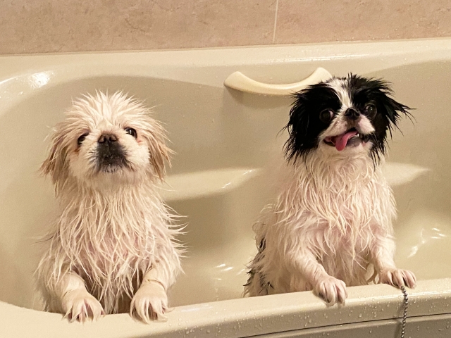 ペキニーズのトリミング頻度は？シャンプー・カットの目安