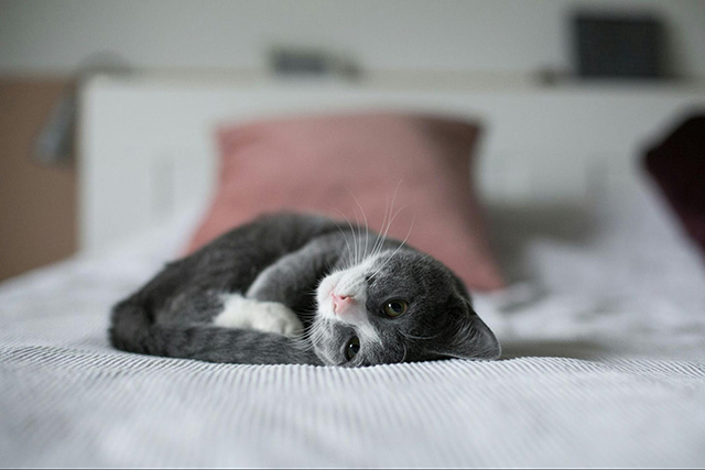 猫の眠りが浅いときに考えられる理由