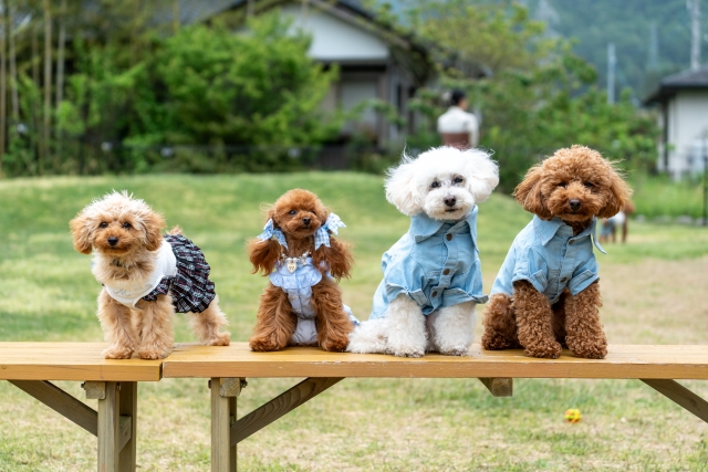 涙やけを起こしやすい犬種