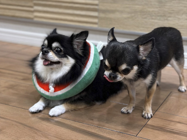 ドッグライフコート プレミアム