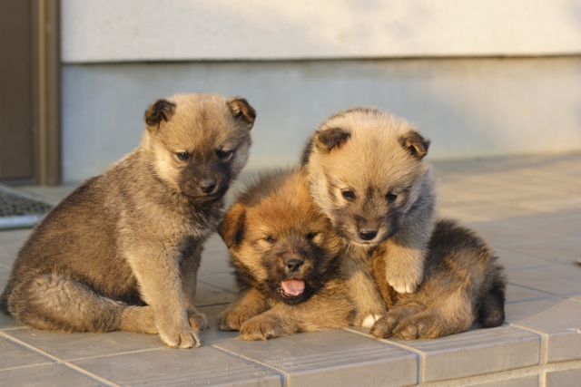 噛み癖・興奮しすぎる時の対処法｜遊びながらしつけるコツ