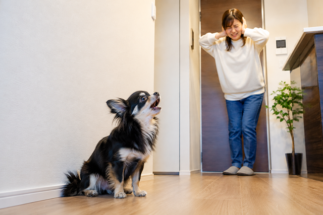 マンションで犬を飼う際に起こりやすいトラブルと対策