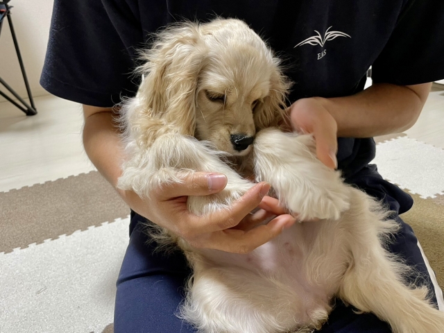 アメリカン・コッカー・スパニエルの異常な抜け毛の見分け方