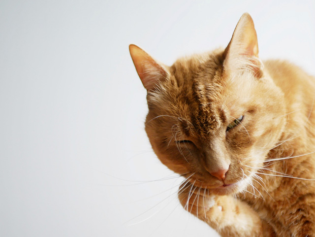 猫にニキビができる主な原因