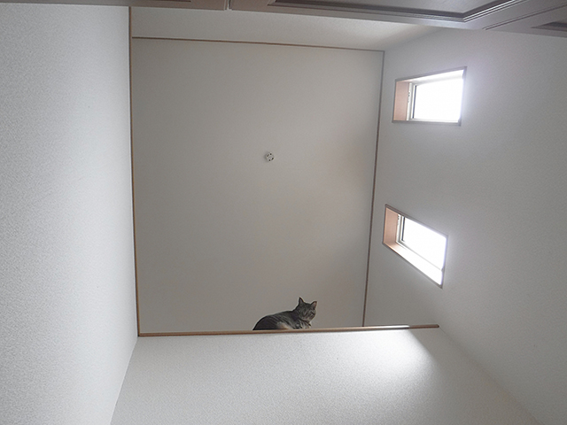 猫が骨折する主な原因|落下・室内事故・病気