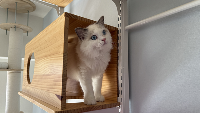 キャットウォークをDIYするときの安全上の注意点
