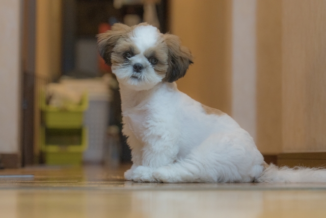 抜け毛が少ないシー・ズーはこんな人におすすめ