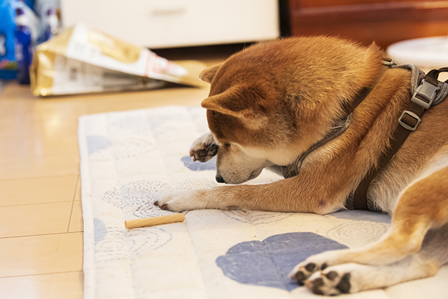 花粉症になりやすい犬の特徴・犬種