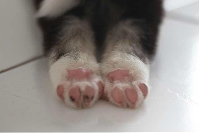 子犬がうんちを踏む理由と対処法