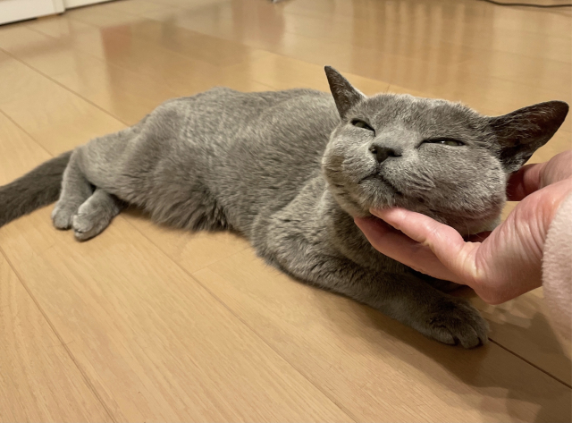 事前準備｜猫の来客ストレスを減らす住環境の工夫
