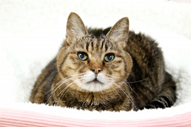 老後・定年後に猫を飼うメリット