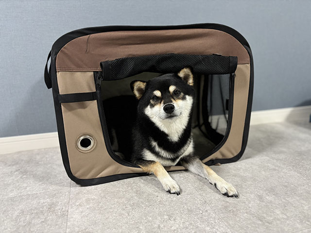 犬の椎間板ヘルニアで家でできることは？まずは安静と環境整備