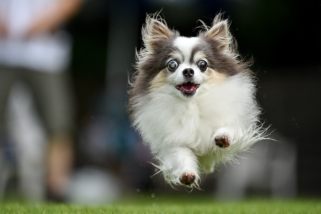 愛犬の免疫力についてよくある質問（FAQ）