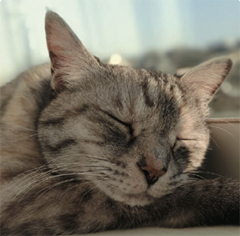 猫とのくらし部 C002／大分県・Fさん 美海ちゃん（16歳）