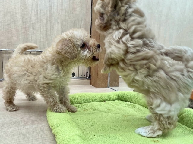 【原因別】チワプーの吠え癖への対処法