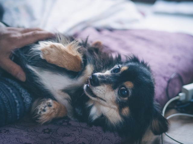 寝たきりシニア犬の介護のポイント