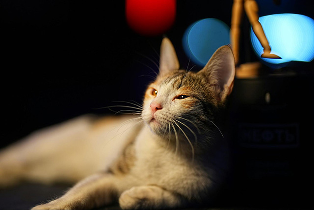 眠りが浅い猫が注意すべき症状
