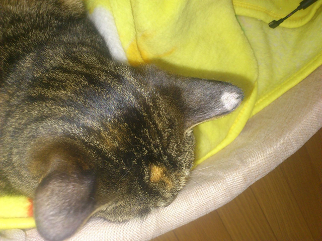 猫に多い感染症の種類と特徴