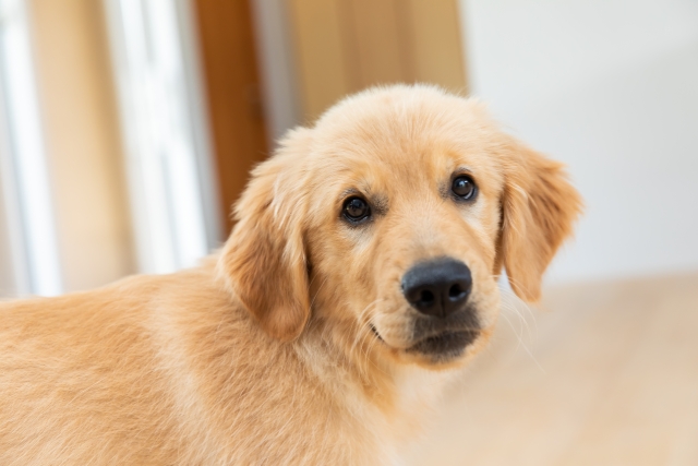 大型犬のトイレの選び方｜失敗しないポイント
