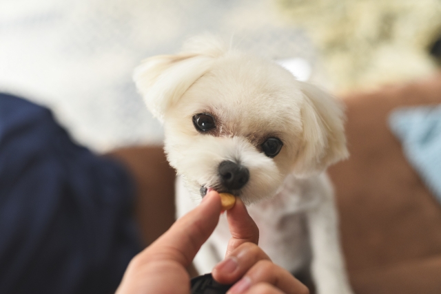 犬のおやつ作りにフードドライヤーがおすすめの3つの理由
