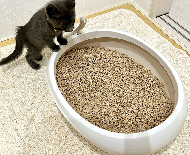 瓜実条虫に感染した猫の主な症状
